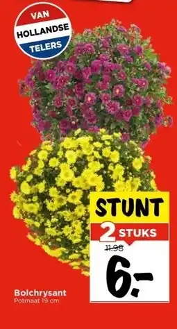 Vomar Voordeelmarkt Bolchrysant aanbieding