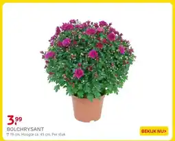 Praxis BOLCHRYSANT aanbieding