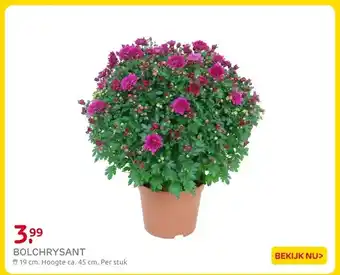 Praxis BOLCHRYSANT aanbieding