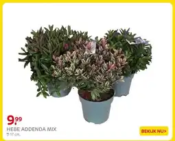 Praxis HEBE ADDENDA MIX aanbieding