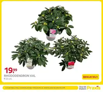 Praxis RHODODENDRON XXL aanbieding