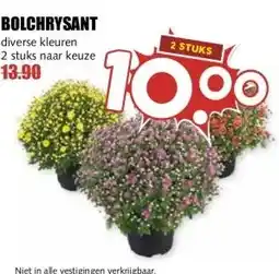 MCD Supermarkt BOLCHRYSANT aanbieding