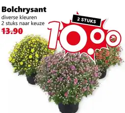 CoopCompact Bolchrysant aanbieding