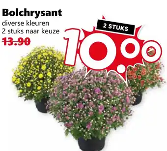 CoopCompact Bolchrysant aanbieding