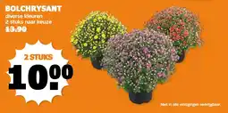 Coop BOLCHRYSANT aanbieding