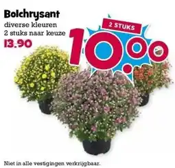 Boon`s Markt Bolchrysant aanbieding