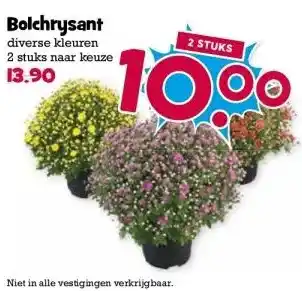 Boon`s Markt Bolchrysant aanbieding