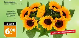 Poiesz Zonnebloemen aanbieding