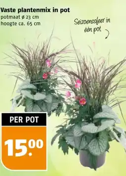 Poiesz Vaste plantenmix in pot aanbieding