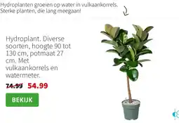Intratuin Hydroplant aanbieding