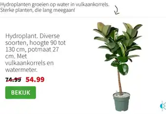 Intratuin Hydroplant aanbieding