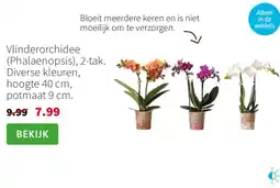 Intratuin Vlinderorchidee Phalaenopsis, 2 tak aanbieding