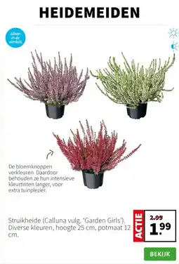 Intratuin Struikheide Calluna vulg. Garde Girls aanbieding