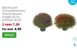 Intratuin Bolchrysant Chrysanthemum aanbieding