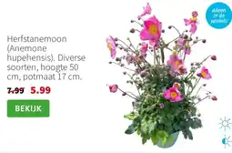 Intratuin Herfstanemoon Anemone hupehensis aanbieding