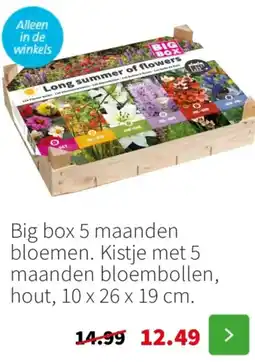 Intratuin Big box 5 maanden bloemen aanbieding