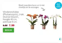 Intratuin Vlinderorchidee (Phalaenopsis), 2-tak. Diverse kleuren, hoogte 40 cm, potmaat 9 cm. aanbieding