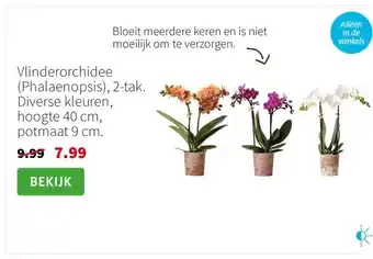 Intratuin Vlinderorchidee (Phalaenopsis), 2-tak. Diverse kleuren, hoogte 40 cm, potmaat 9 cm. aanbieding