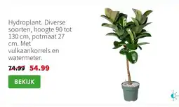 Intratuin Hydroplant. Diverse soorten, hoogte 90 tot 130 cm, potmaat 27 cm. Met vulkaankorrels en watermeter. aanbieding