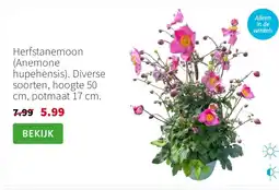 Intratuin Herfstanemoon (Anemone hupehensis). Diverse soorten, hoogte 50 cm, potmaat 17 cm. aanbieding