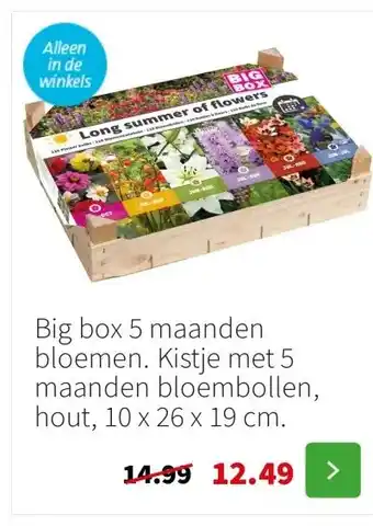 Intratuin Big box 5 maanden bloemen. Kistje met 5 maanden bloembollen, hout, 10 x 26 x 19 cm. aanbieding
