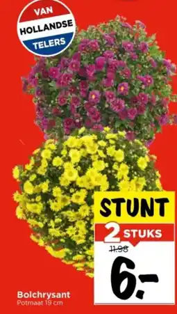 Vomar Voordeelmarkt Bolchrysant aanbieding