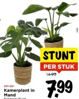 Vomar Voordeelmarkt Kamerplant in Mand aanbieding