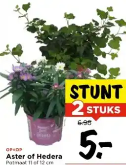 Vomar Voordeelmarkt Aster of Hedera aanbieding