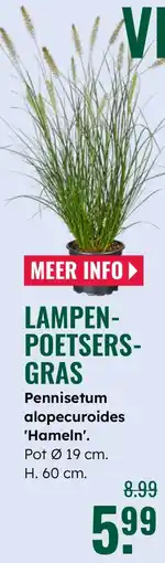 GroenRijk Lampenpoetsersgras aanbieding