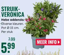 GroenRijk Struikveronica aanbieding