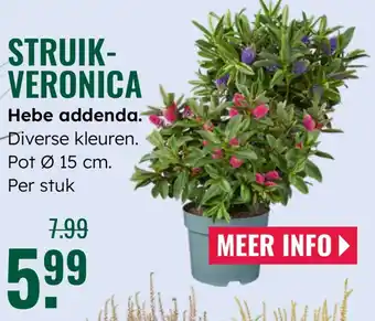 GroenRijk Struikveronica aanbieding