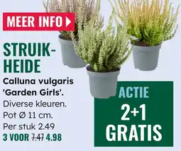 GroenRijk Calluna vulgaris 'Garden Girls'. aanbieding