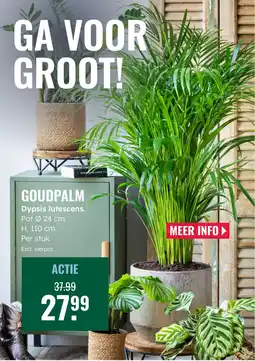 GroenRijk Goudpalm Dypsis lutescens aanbieding