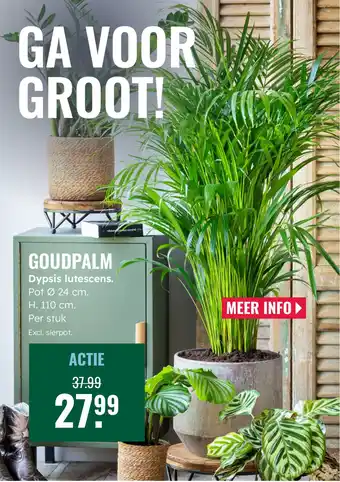 GroenRijk Goudpalm Dypsis lutescens aanbieding