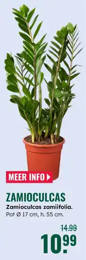 GroenRijk Zamioculcas zamiifolia aanbieding