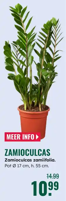 GroenRijk Zamioculcas zamiifolia aanbieding