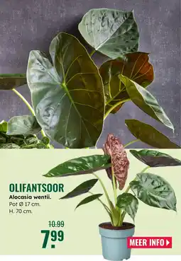 GroenRijk Olifantsoor alocasia wentii aanbieding