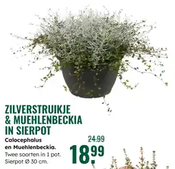 GroenRijk Zilverstruikje & muehlenbeckia in sierpot aanbieding