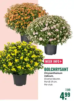 GroenRijk Bolchrysant aanbieding