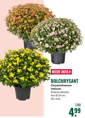 GroenRijk Bolchrysant aanbieding