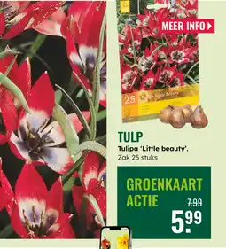 GroenRijk Tulp aanbieding
