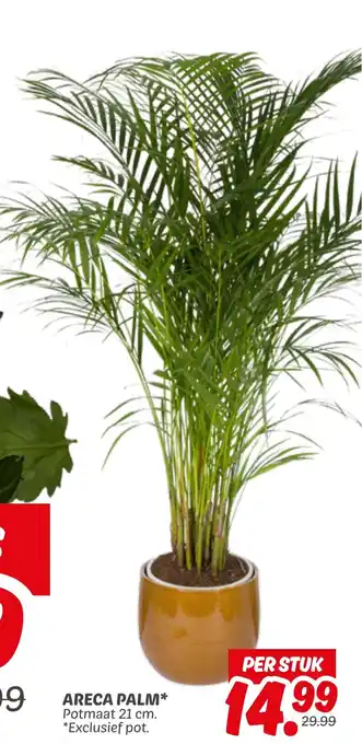 Dekamarkt Areca palm aanbieding