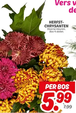 Dekamarkt Herfst Chrysanten aanbieding