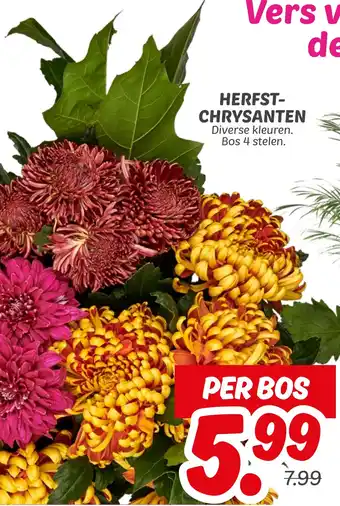 Dekamarkt Herfst Chrysanten aanbieding