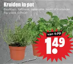 Dirk Kruiden in pot aanbieding