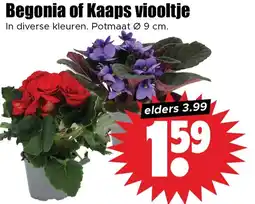 Dirk Begonia of Kaaps viooltje aanbieding