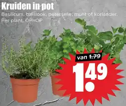 Dirk Kruiden in pot aanbieding