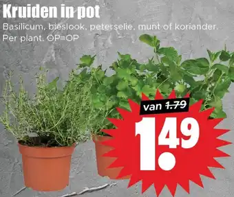 Dirk Kruiden in pot aanbieding