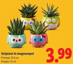 Lidl Vetplant in magneetpot aanbieding