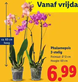 Lidl Phalaenopsis 2-stelig aanbieding